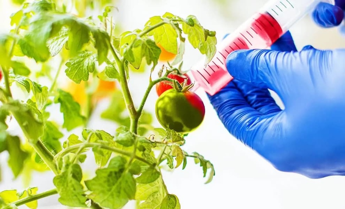 تولید گوجه فرنگی با ویژگی‌های متفاوت‌تر با استفاده از تغییرات ژنتیکی