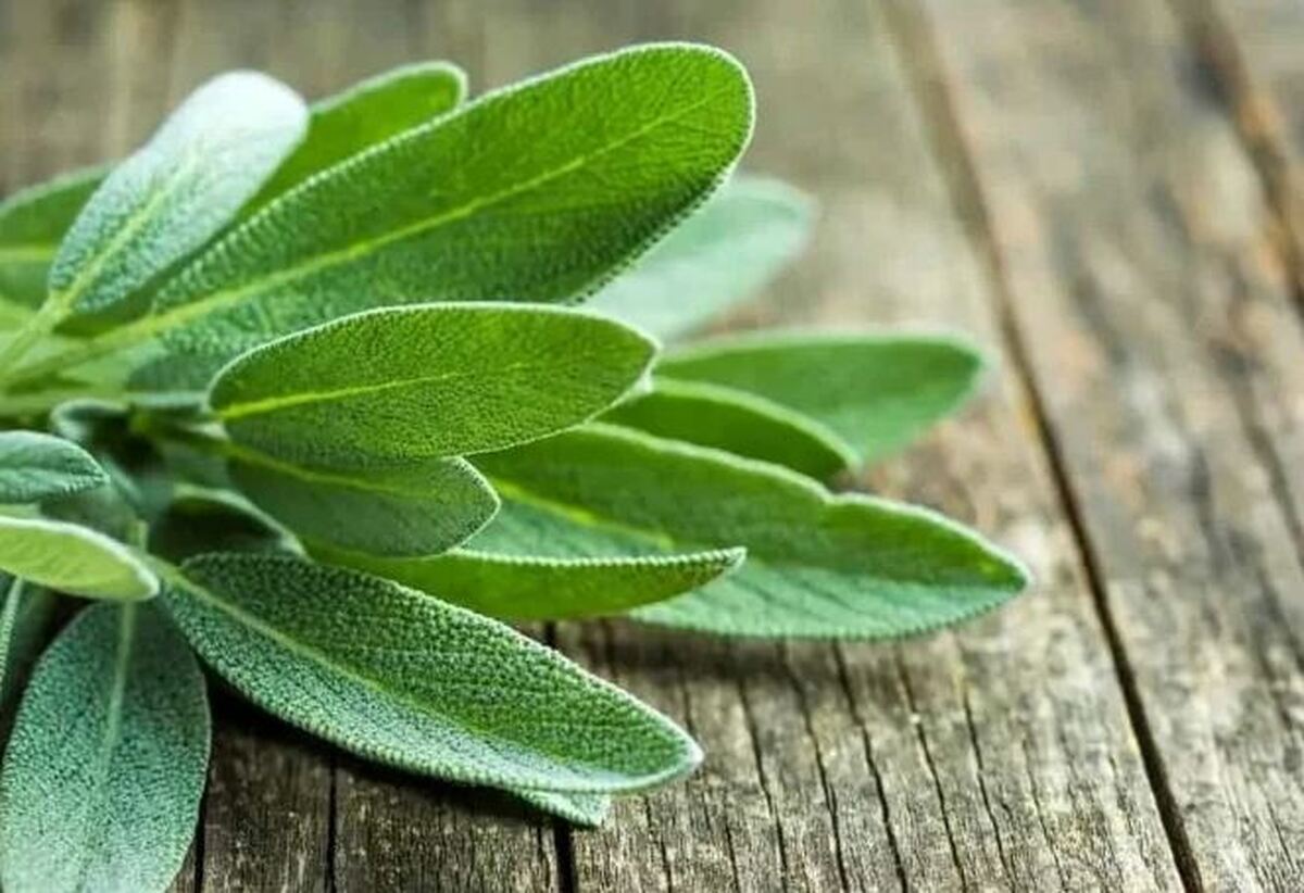 دمنوش مریم گلی شما را به طرز معجزه آسایی لاغر می‌کند