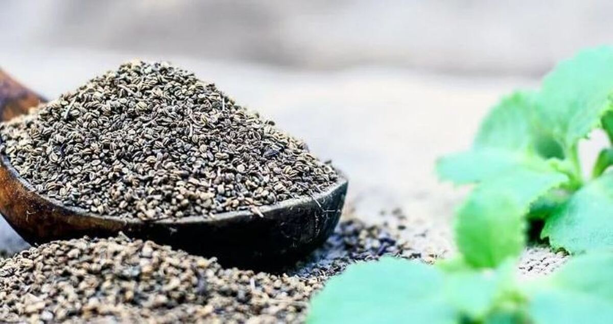 کاهش وزن بی دردسر و کم هزینه با عرق معجزه آسای زنیان