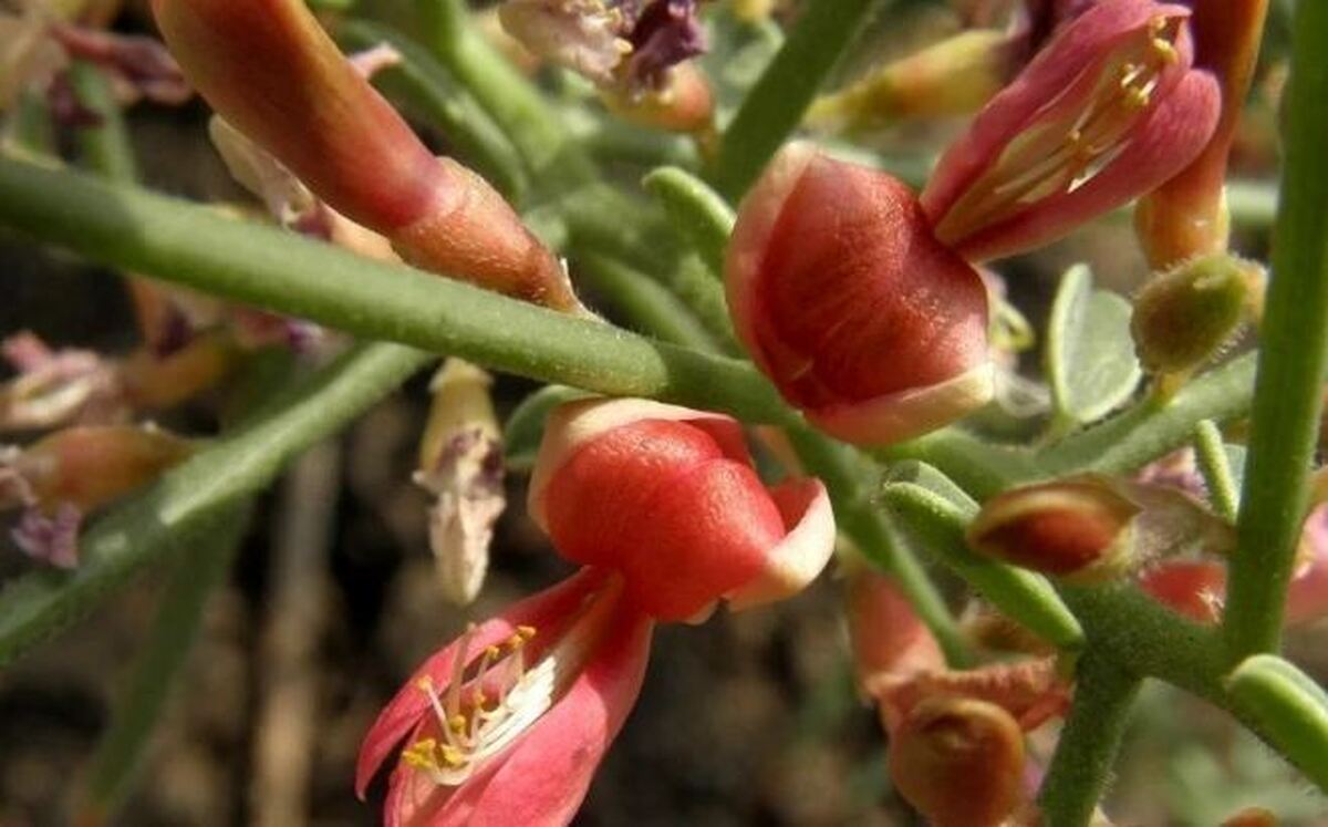 عرق خارشتر معجزه‌ای برای دفع سنگ کلیه‌های مقاوم