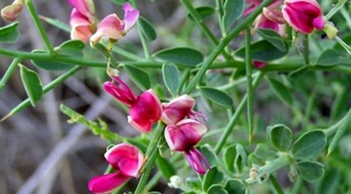 کاهش علائم آلرژی‌های بهاری با مصرف عرق خارشتر