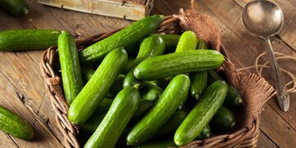 از خواص بی نظیر خیار در این فصل بی بهره نمانید