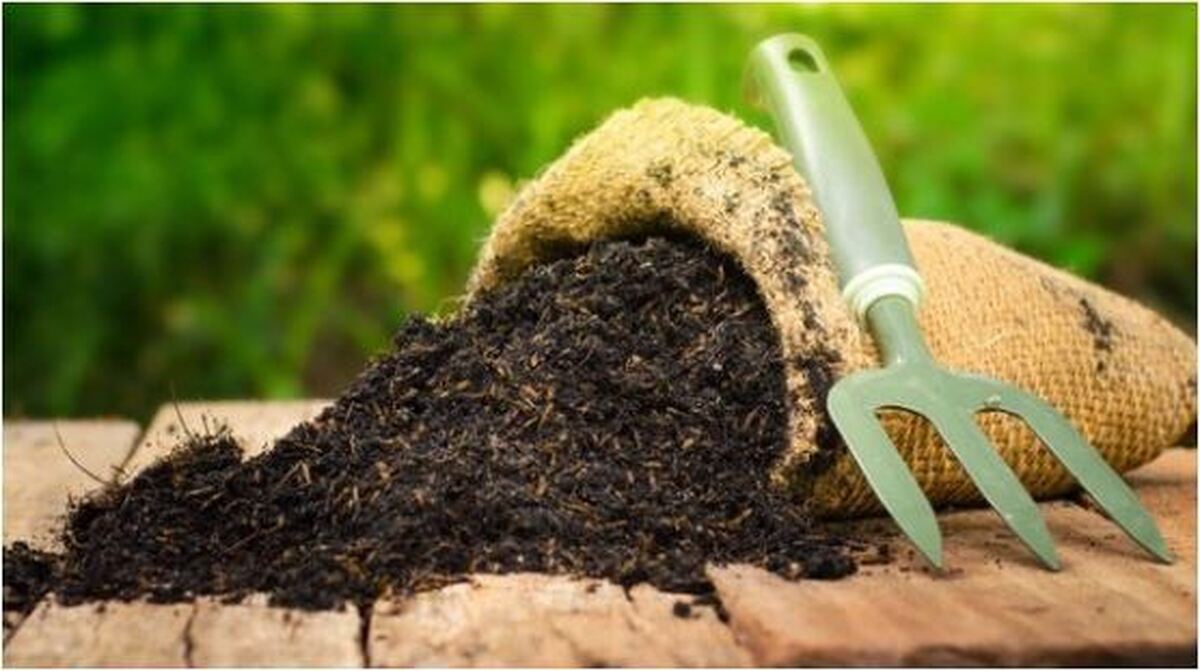 تخصیص کود سرک اوره برای مزارع سیب زمینی گلستان