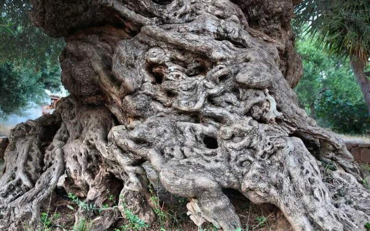 درختی که قبل از اسکندر مقدونی و فیثاغورث وجود داشته است!