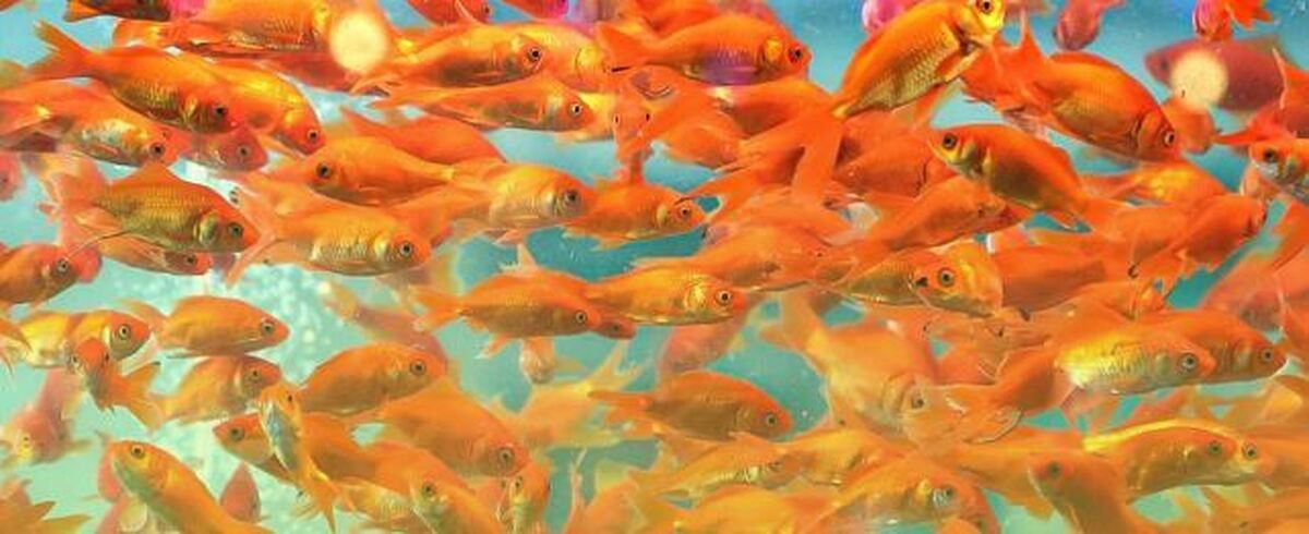 با انواع و اشکال متفاوت غذای ماهی قرمز بیشتر آشنا شوید