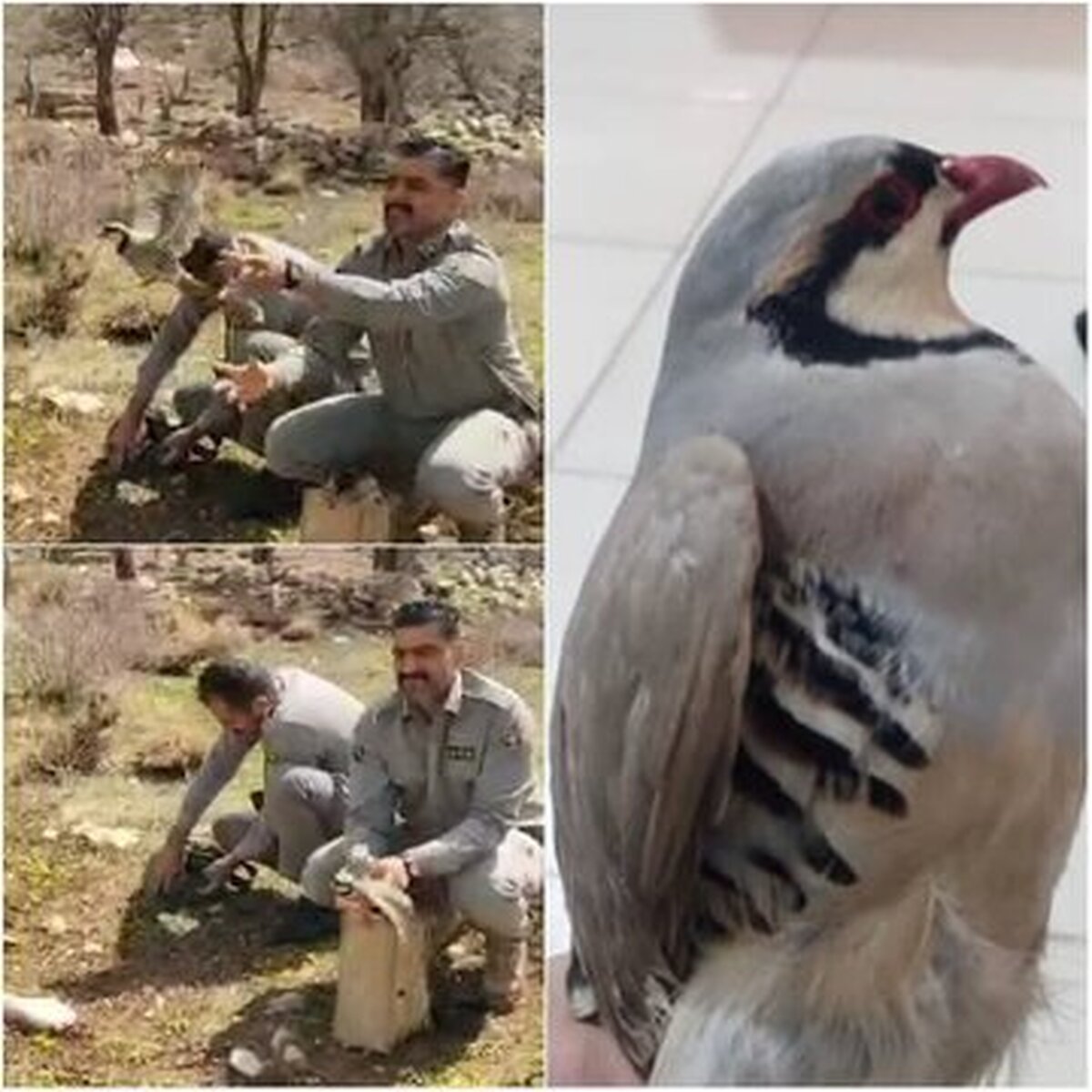 کشف ۸ قطعه کبک وحشی ور‌ها سازی آنها در طبیعت