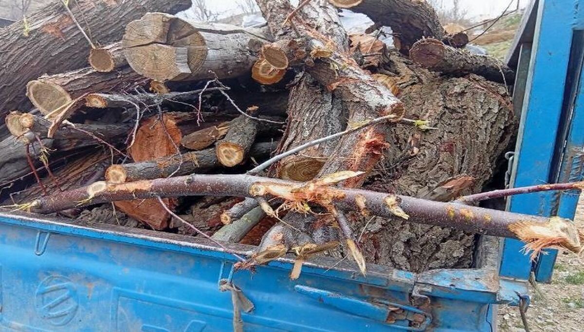 دستگیری قاچاقچی چوب در سقز