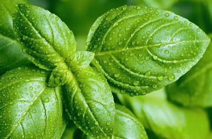 جای این ۹ خوراکی در یخچال نیست! جای این ۹ خوراکی در یخچال نیست!
