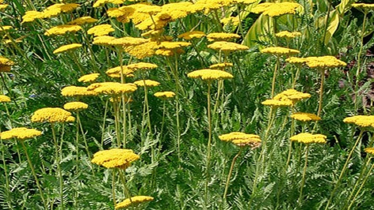 برخورد قضایی با برداشت کننده نامتعارف گیاهان دارویی در مراغه