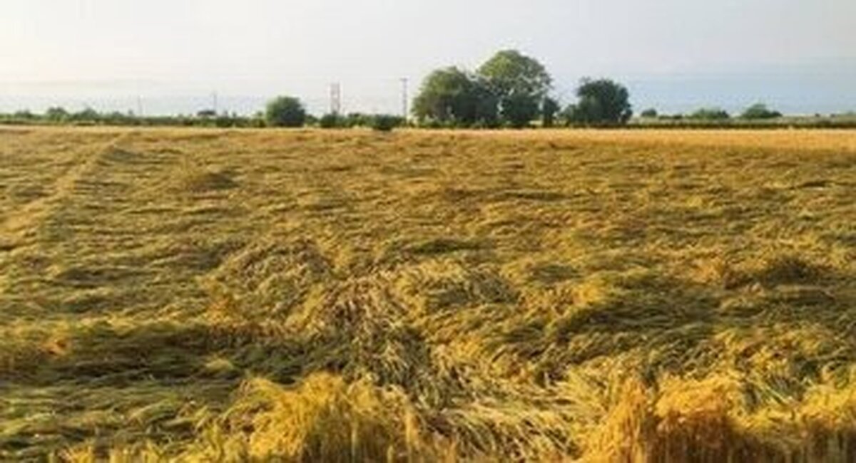 ساماندهی وتوسعه پایدار با صدور شناسنامه برای باغات شهرستان قزوین