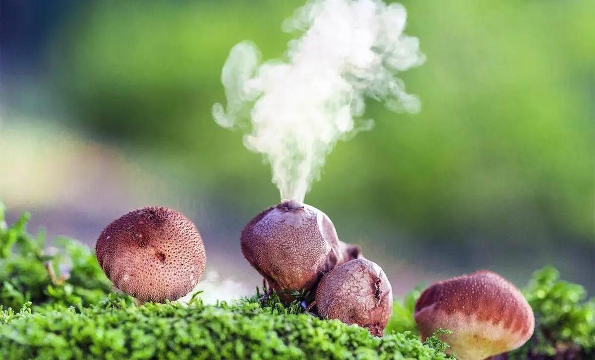 آیا می‌دانید قارچ‌ها با اسپور‌های هوابرد عفونت‌زا می‌شوند؟