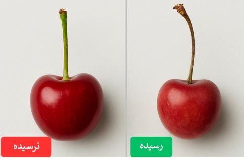 در یک نگاه میوه رسیده را از میوه نارس تشخیص دهید!