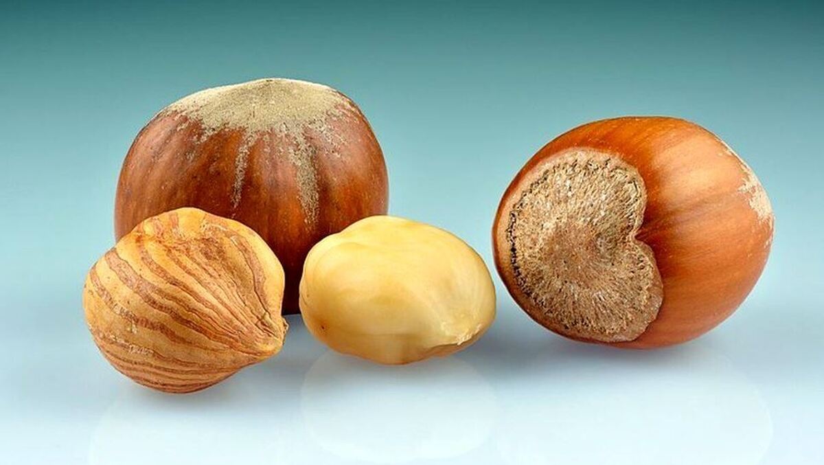 این آجیل پر طرفدار یک مولتی ویتامین محسوب می‌شود!