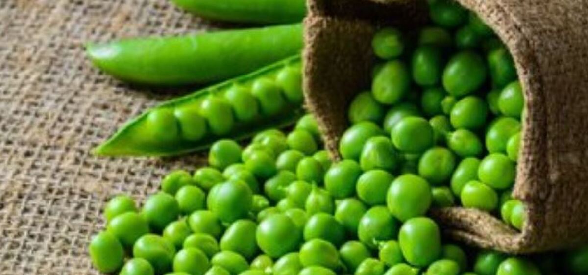 بررسی کلی خواص «نخود فرنگی» برای سلامت