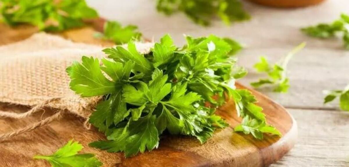 بدنسازان از خواص ویژه این سبزی بی بهره نمانند!