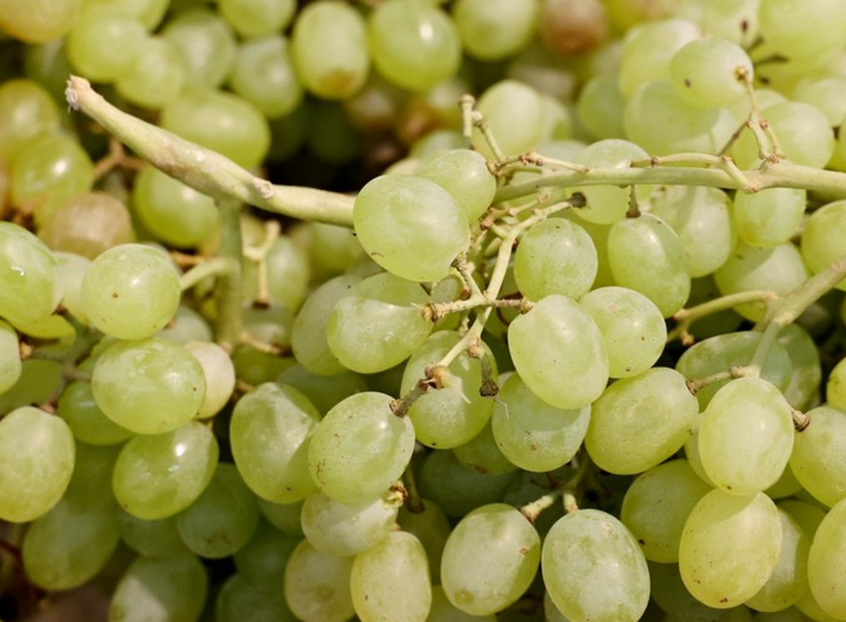 خوردن انگور برای چه کسی خطرناک است