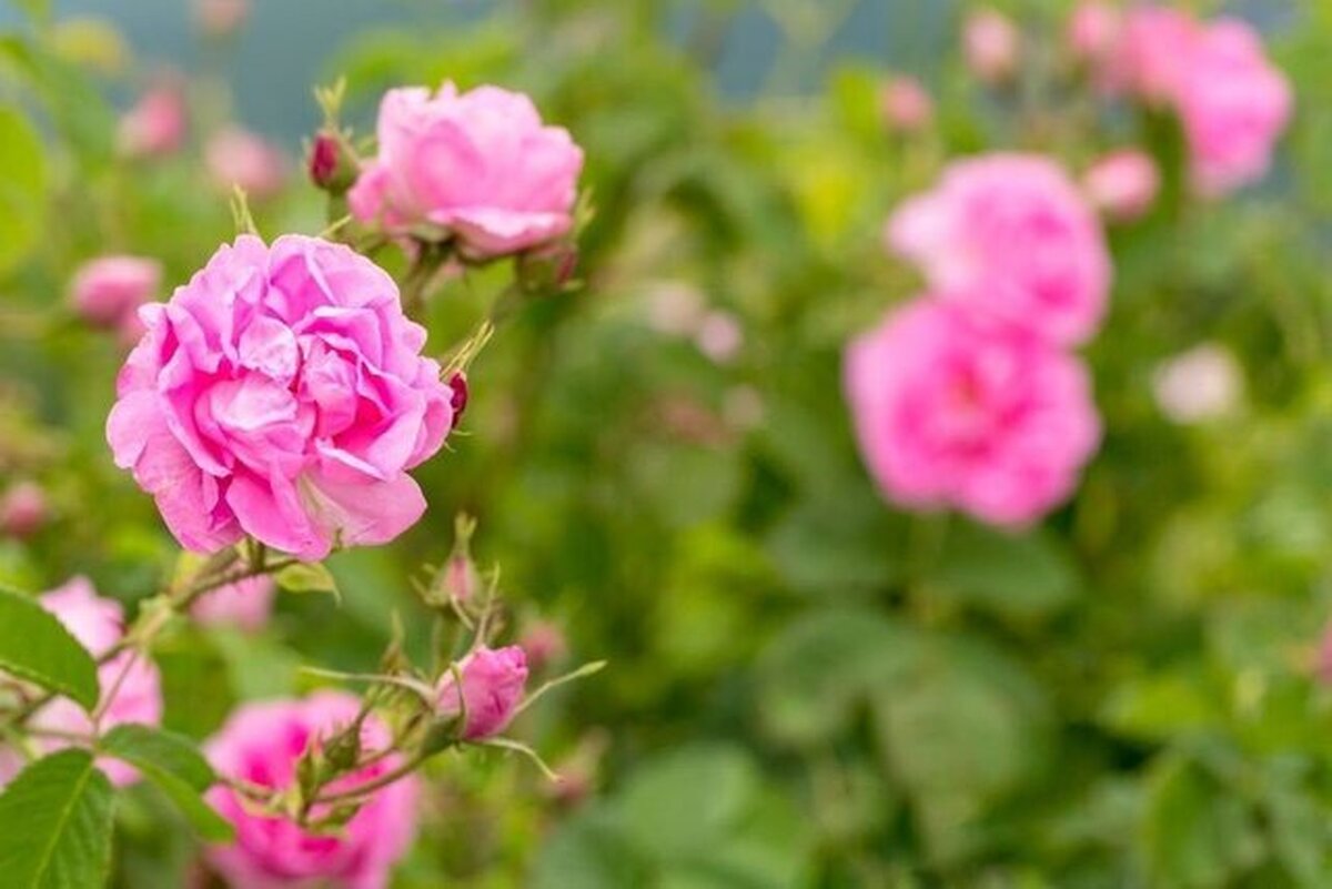 احیای زمین‌های خشکیده با کشت گل محمدی