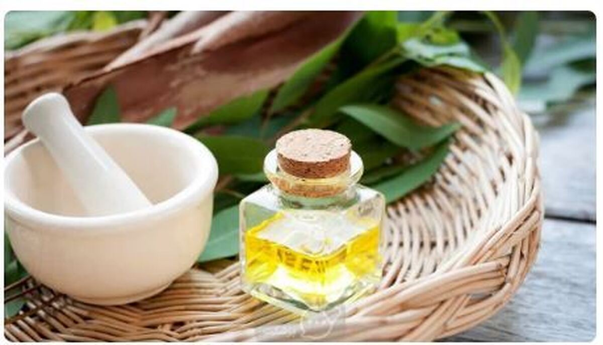 خواص ضدالتهابی و ضدعفونی‌کننده روغن اکالیپتوس را دست کم نگیرید