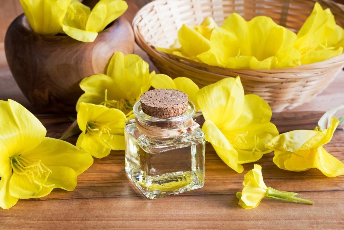 روغن گل مغربی مناسب برای سردرد میگرنی!