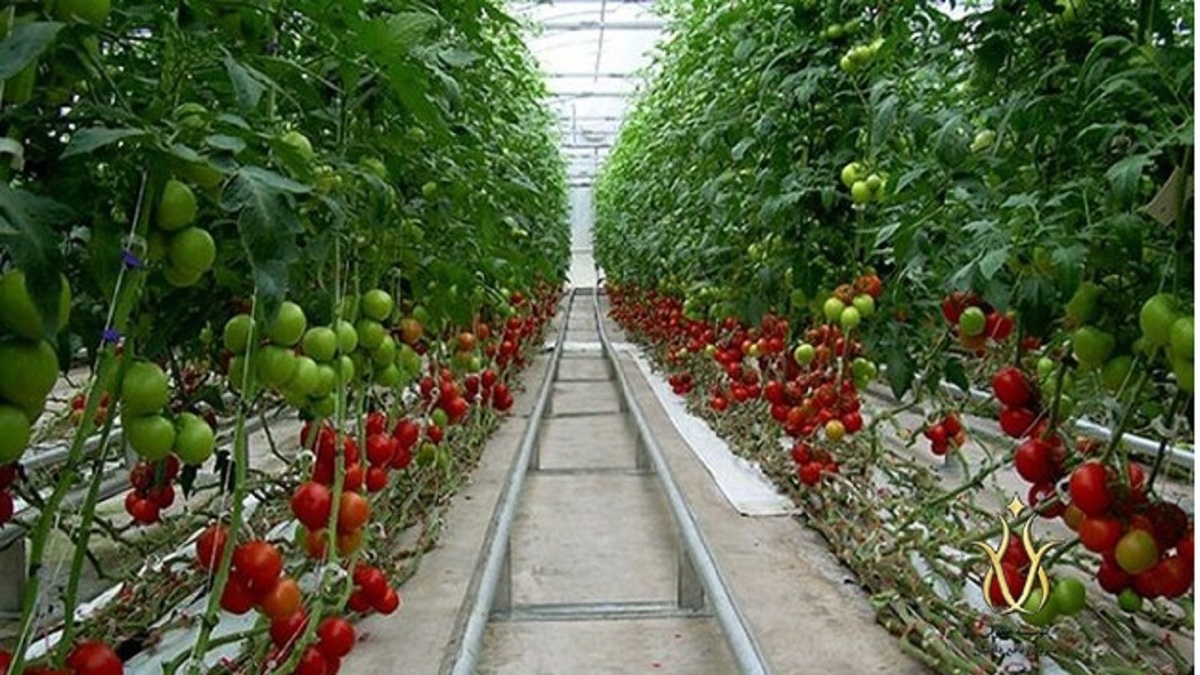 کشت گلخانه‌ای فرصتی برای جهش تولید و اشتغالزایی