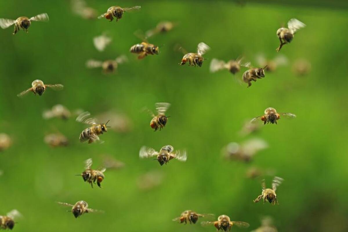 زنبور‌ها به شرکت کنندگان در یک مراسم مذهبی در معبد حمله کردند