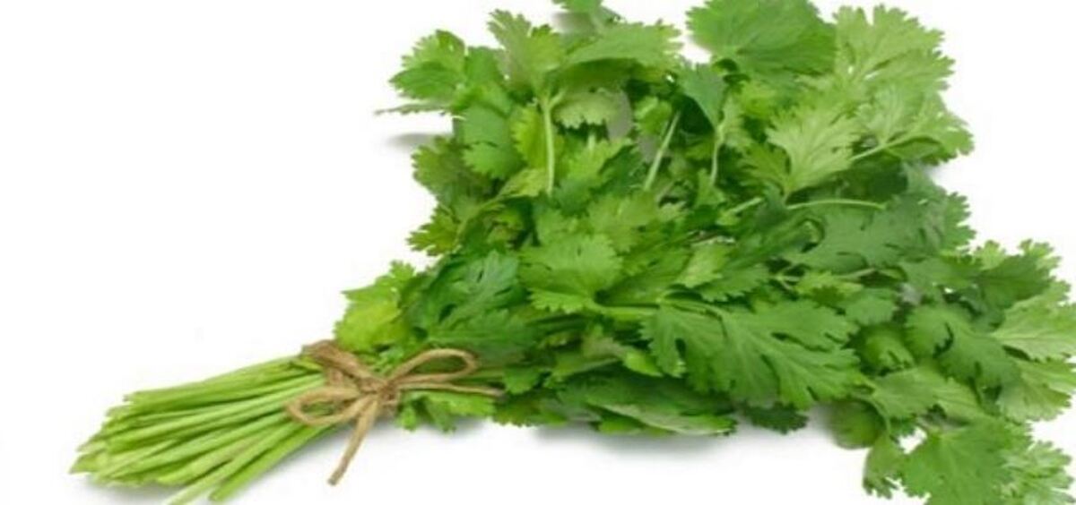درمان خانگی برای شوره سر و ریزش مو با این گیاه در دسترس