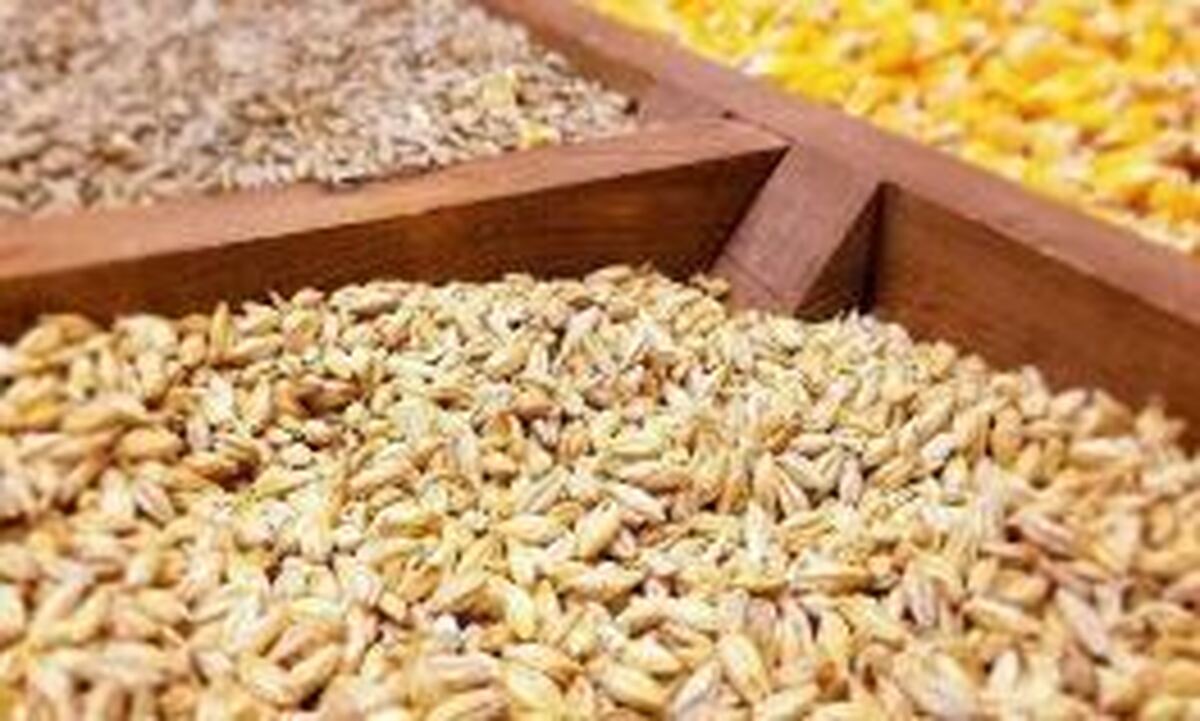 سالانه ۲ میلیون و ۵۰۰ هزارتن نیاز به واردات جو داریم