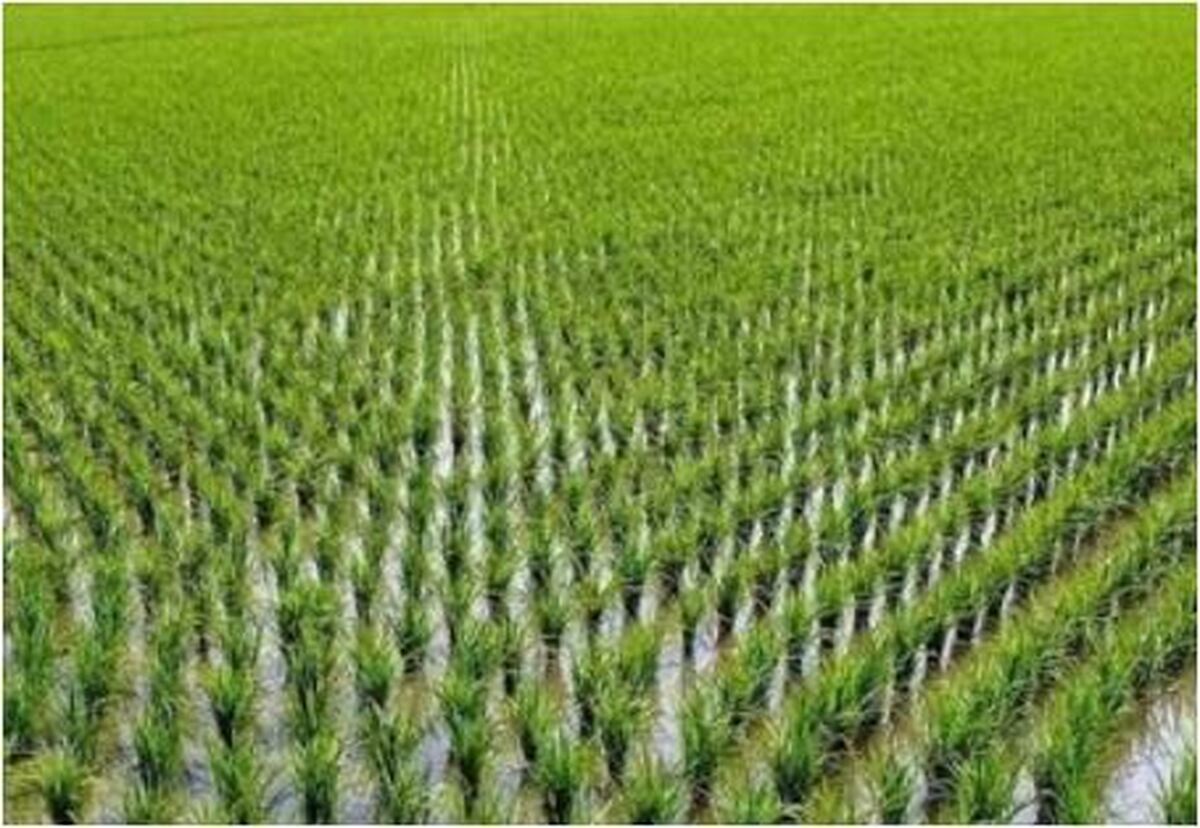 خوزستانی‌ها دیگر حق کاشت برنج ندارند