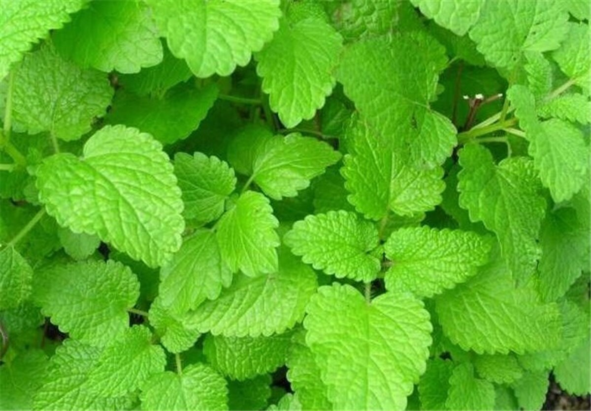 درمان آلزایمر با گیاهان 