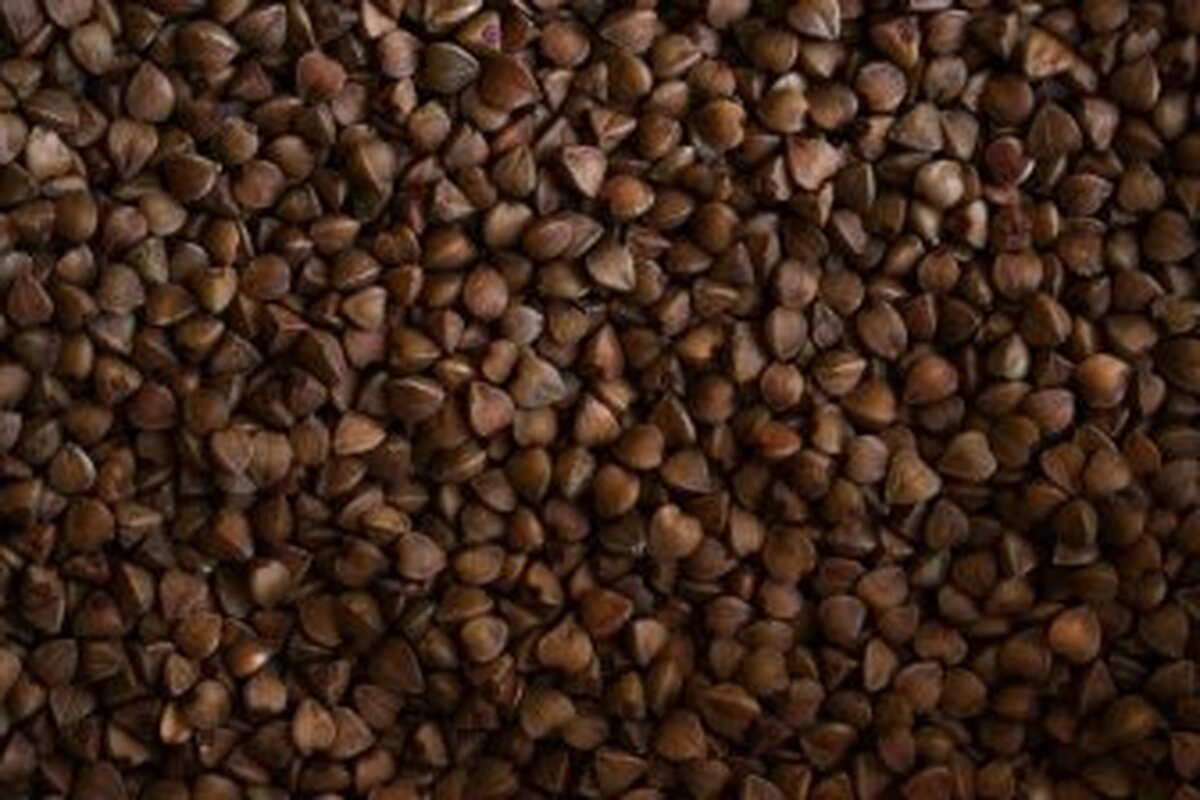کارشناسان توضیح دادند که چگونه گندم سیاه مرغوب را انتخاب کنیم