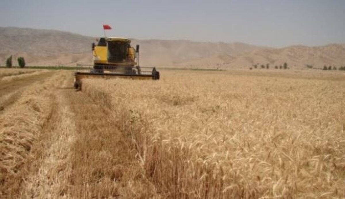 اولین مرحله مطالبات گندمکاران پرداخت شد