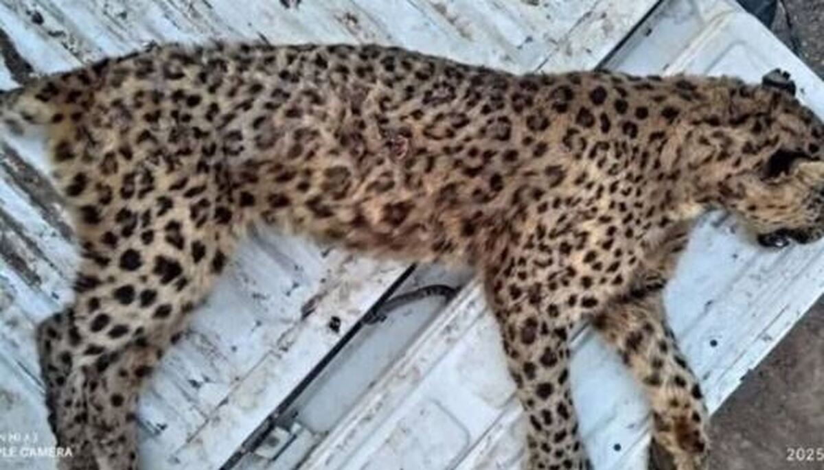 اقدام محیط زیست برای کالبد شکافی جسد پلنگ ماده