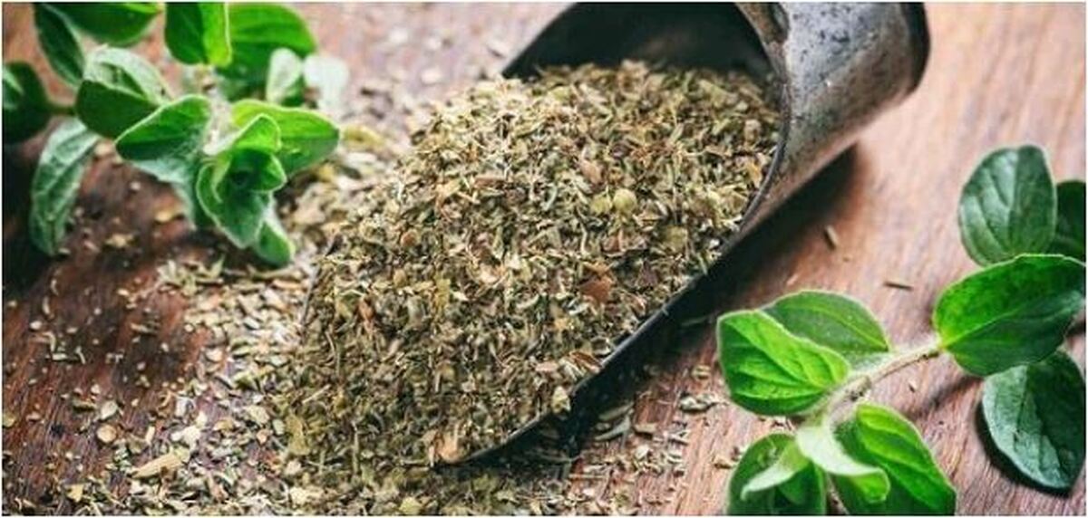 سرفه‌های آزار دهنده را با این گیاه تسکین دهید