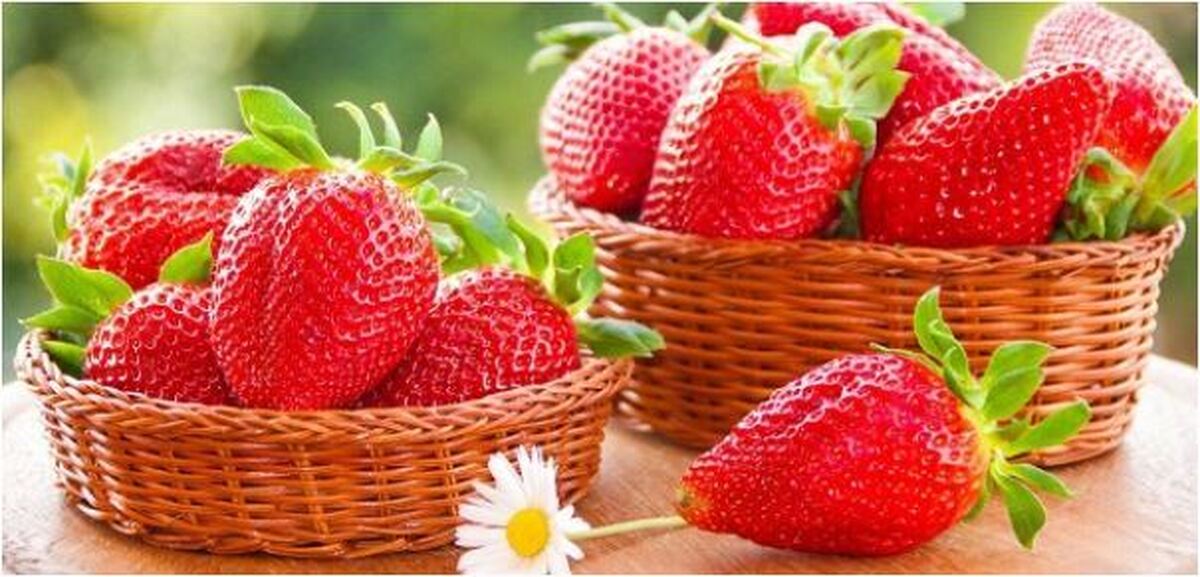 دلایلی که ثابت می‌کند چرا باید توت فرنگی را در رژیم غذایی روزانه تان قرار دهید