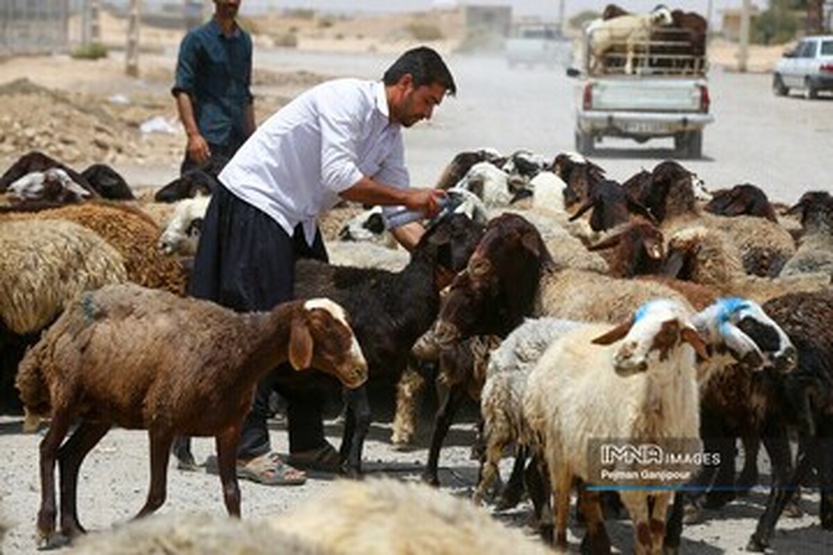 کاهش ۲۰ هزارتومانی قیمت دام سبک زنده نسبت به سال گذشته