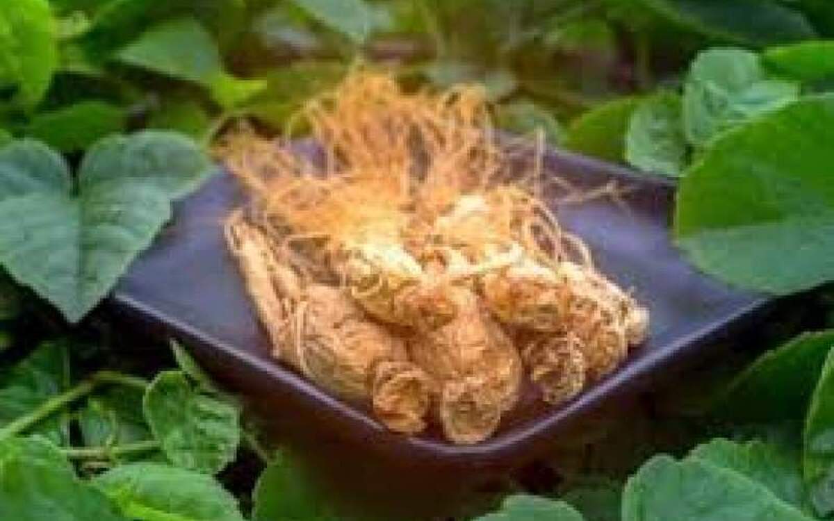 بهبود قدرت حافظه با گیاه جینسینگ!