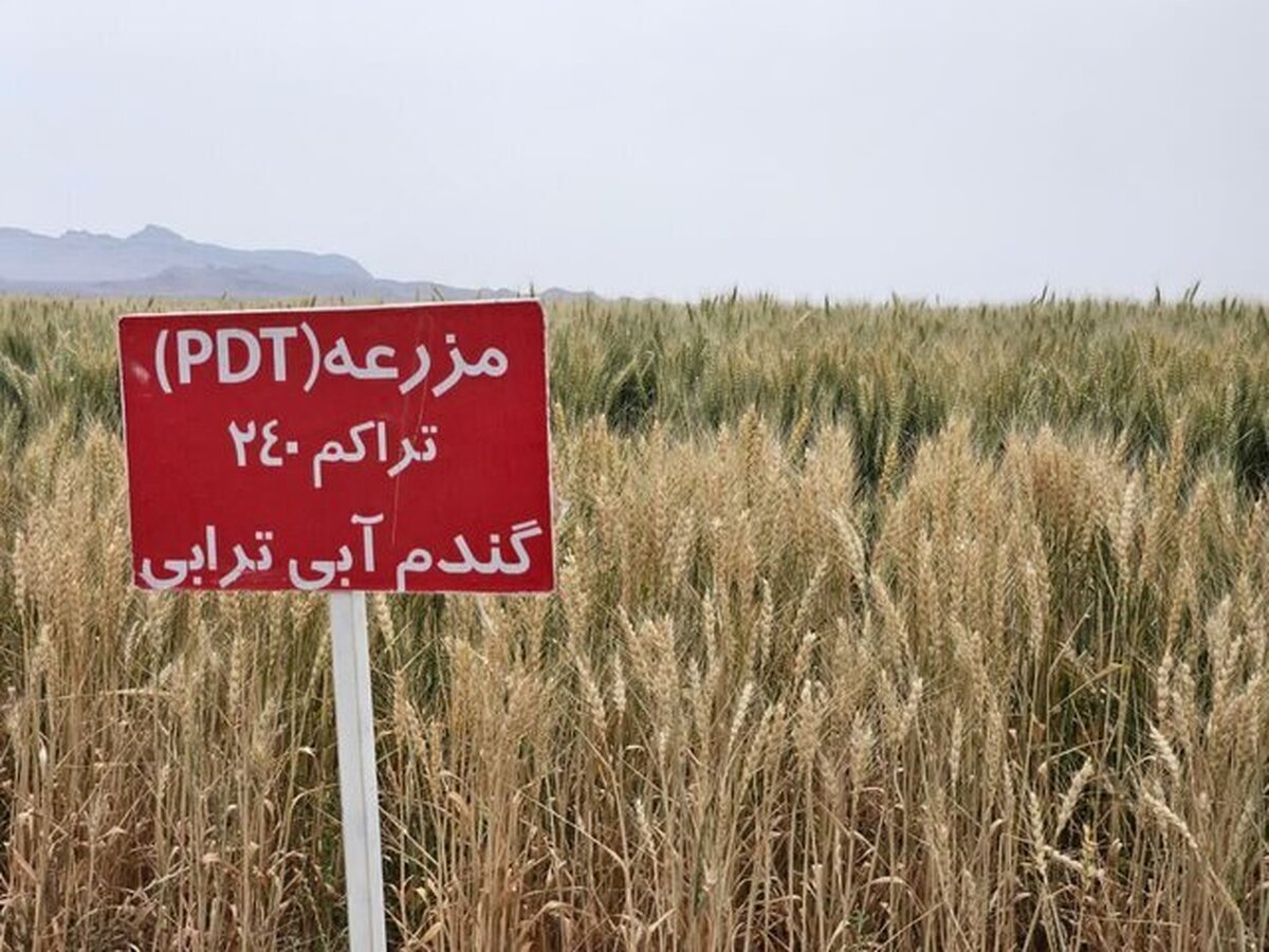 وقتی کشاورزان پیشرو به یاری دیمزار‌ها می‌آیند