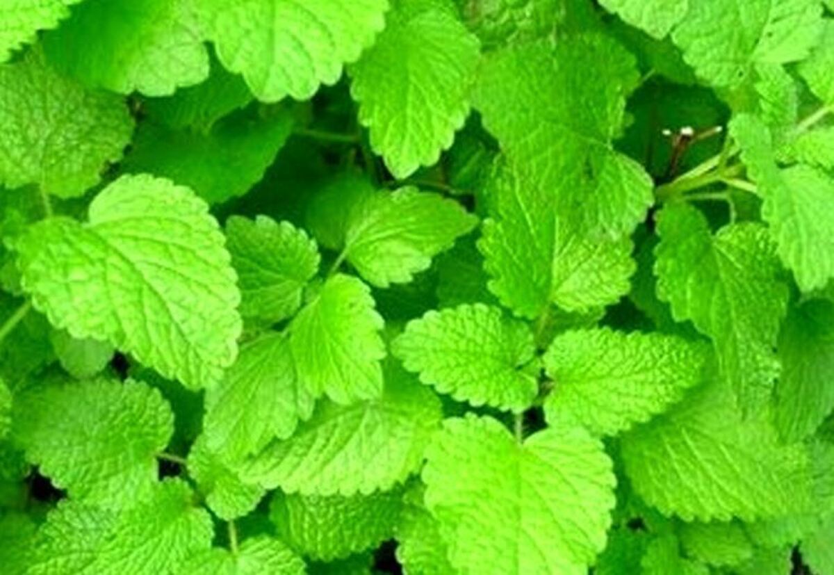 با این دو گیاه آلزایمر را به راحتی درمان کنید