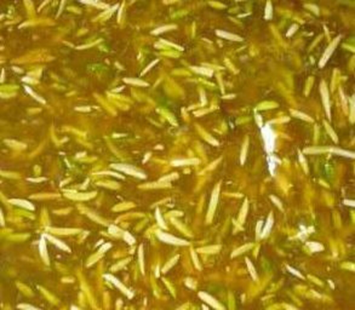 رسپی پخت حلوا مسقطی بوشهری