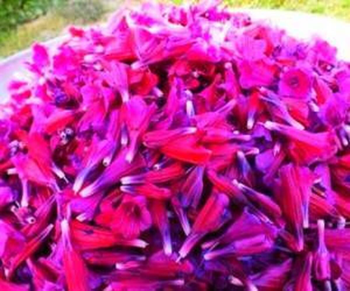 خواص گل گاو زبان در طب ایرانی