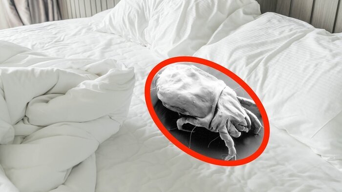 بهترین فاصله‌های زمانی برای شستن ملحفه‌ها/اگر نشوییم چه اتفاقی می‌افتد؟