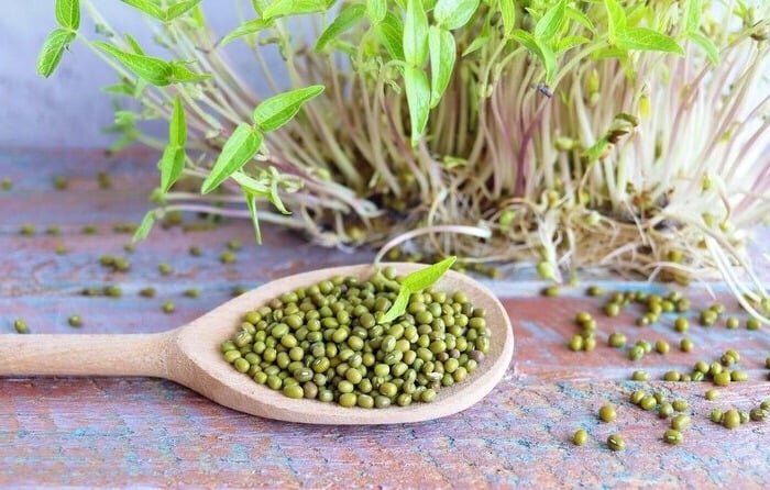 جوانه ماش، خوراکی کم‌کالری و سرشار از ویتامین‌/با خواص این گیاه معجزه آسا بیشتر آشنا شوید