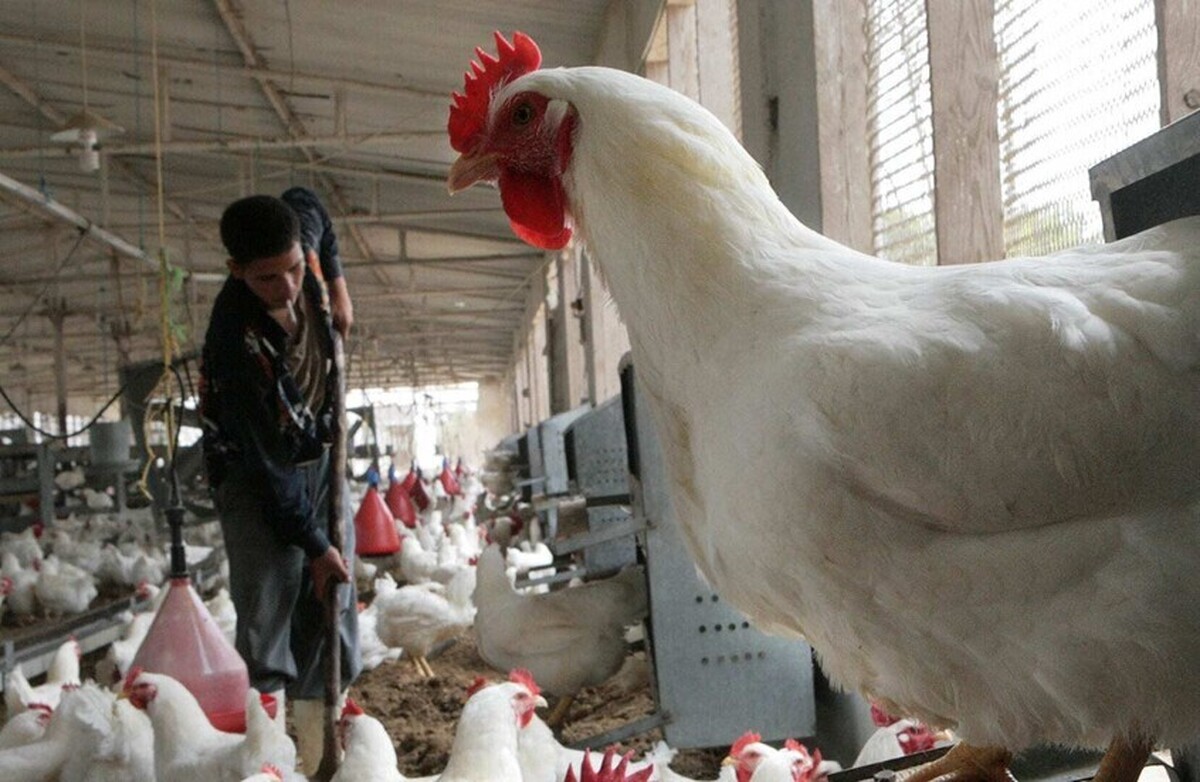 واکنش مصر به شیوع یک بیماری خطرناک در این کشور
