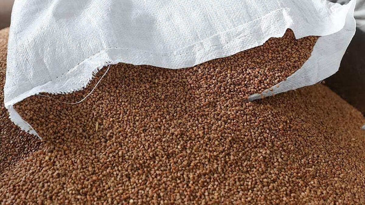 روسیه در ماه مارس عرضه گندم سیاه به چین را به رکورد ۱۳ میلیون دلار افزایش داد