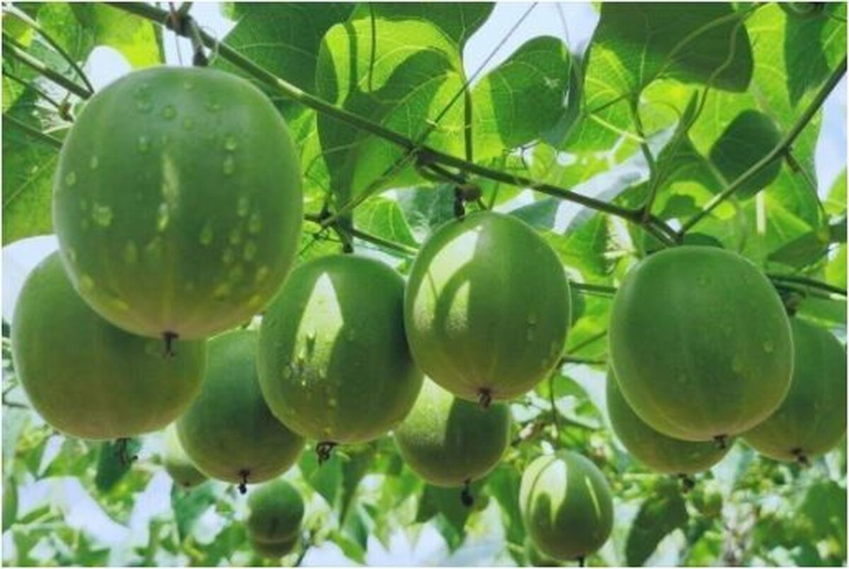 این میوه تا ۳۰۰ برابر بیشتر از قند شیرین است!