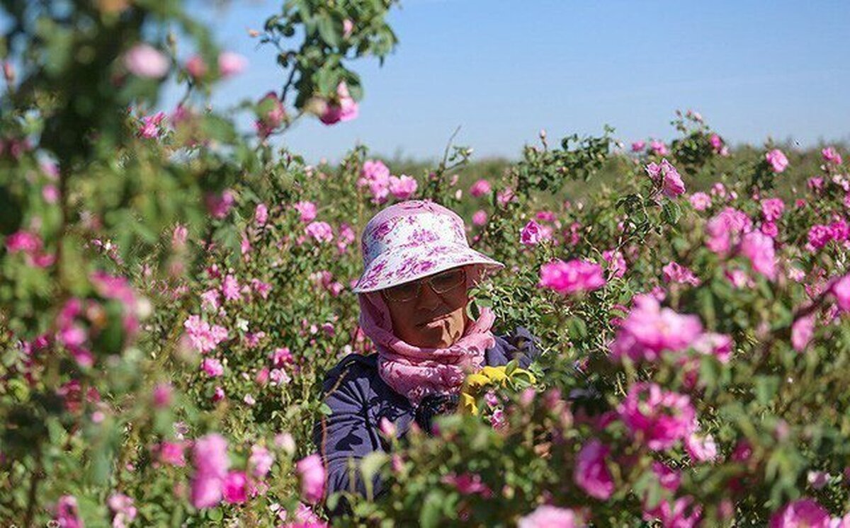 پیش‌بینی برداشت ۱۲۰۰ تُن گل‌محمدی از گلستان‌های همدان