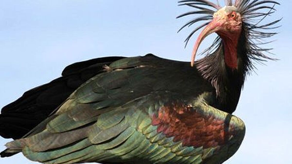 پرنده طاسی پس از ۱۰۰ سال پدیدار شد!
