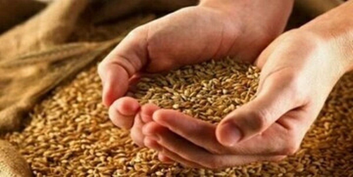 خرید تضمینی گندم از گندمکاران به ارزش ۴۰ همت