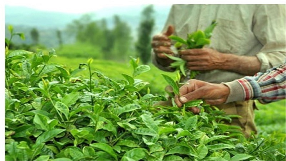 خودکفایی ۹۰ درصدی چای با انجام عملیات به زراعی محقق می‌شود