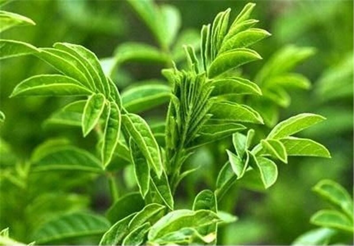 مواد اسیدی و پودرشده به عربستان نبرید؛ حتی شیرین‌بیان!